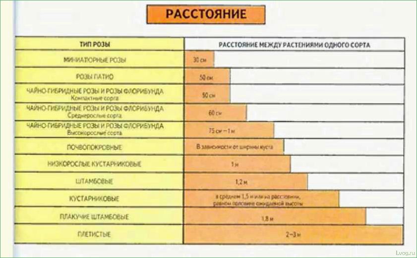 Расстояние между розами при посадке в грунт