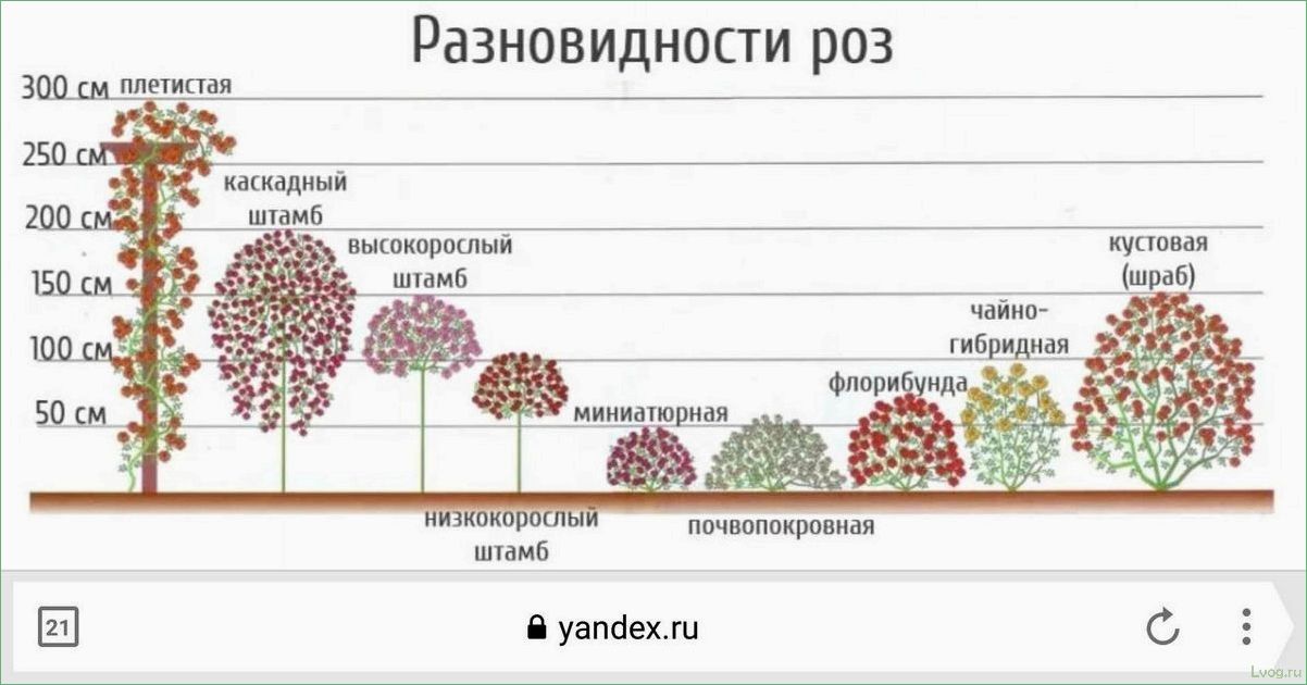 Расстояние между розами при посадке в грунт