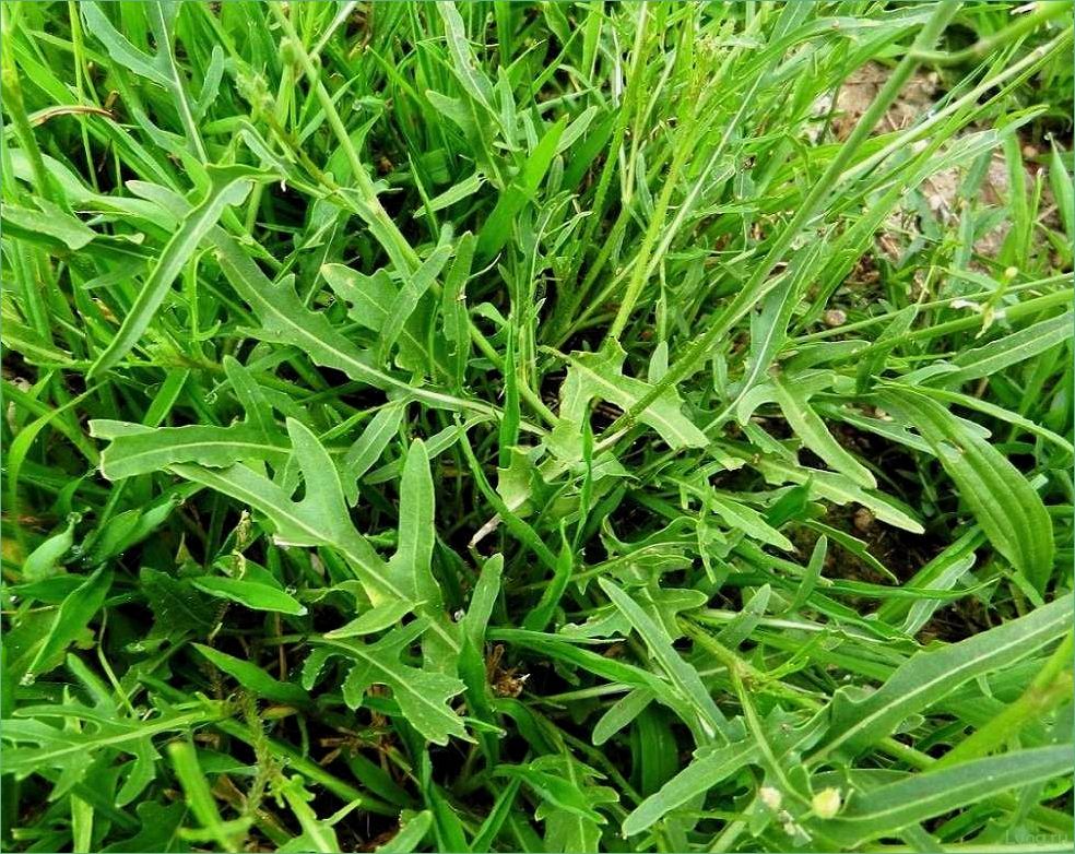 Двурядник тонколистный (Рукола дикая) Грация: выращивание, особенности и полезные свойства