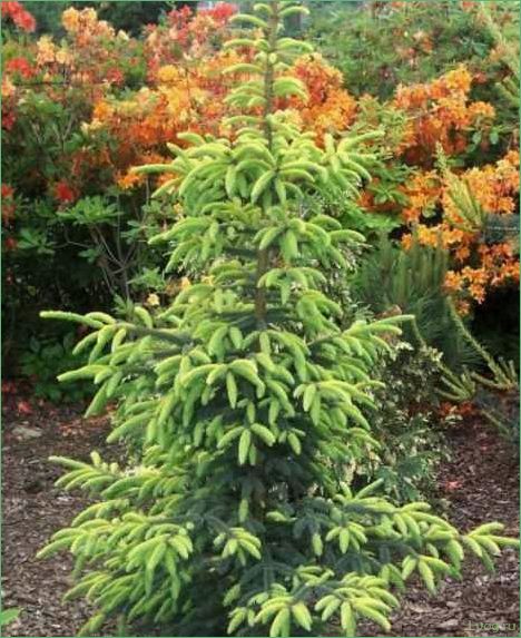 Ель чёрная Ауреа — описание, особенности и уход за растением