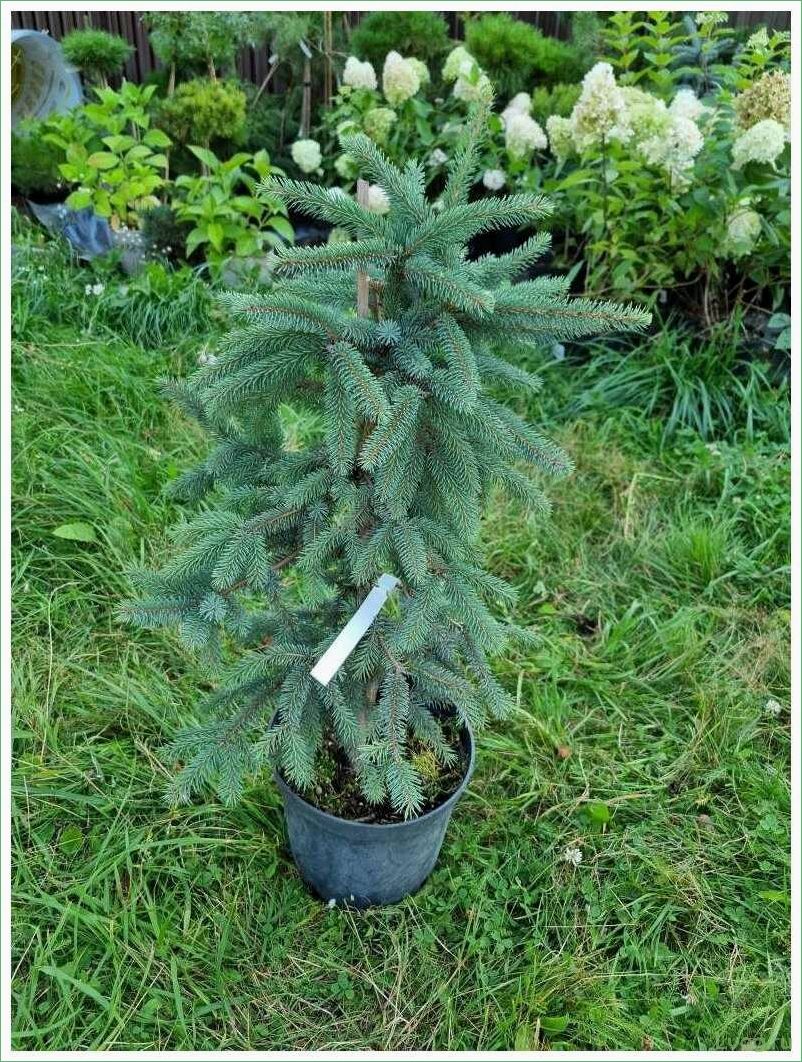 Ель чёрная Ауреа — описание, особенности и уход за растением