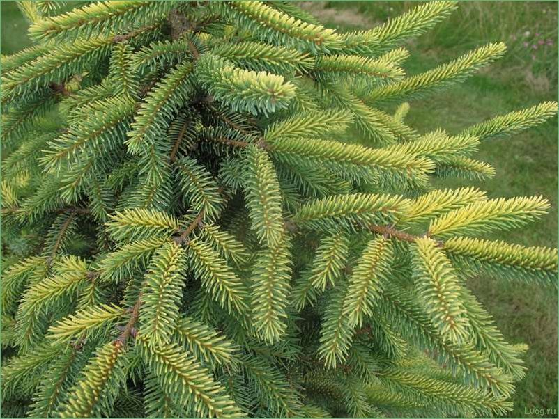 Ель чёрная Ауреа — описание, особенности и уход за растением