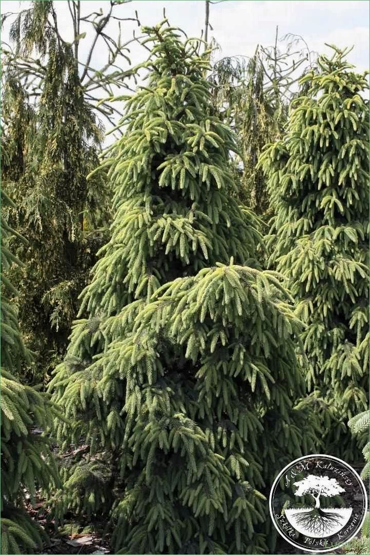 Ель чёрная Ауреа — описание, особенности и уход за растением