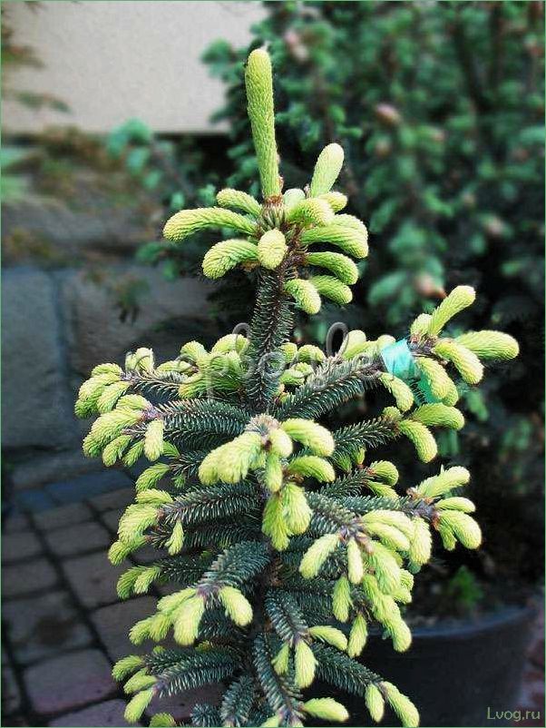 Ель чёрная Ауреа — описание, особенности и уход за растением