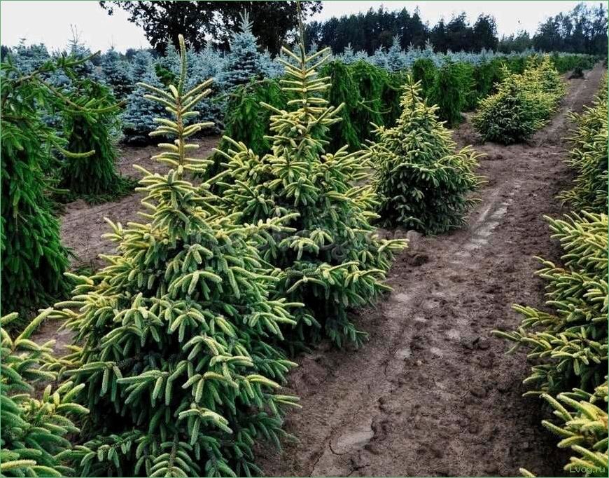 Ель чёрная Ауреа — описание, особенности и уход за растением