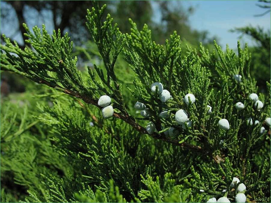 (растения, семейства, кипарисовых, описание, особенности) Растения семейства кипарисовых: описание, особенности, виды