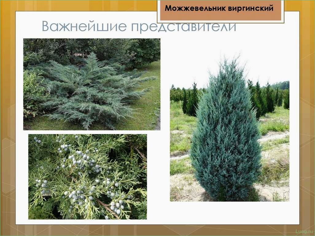 (растения, семейства, кипарисовых, описание, особенности) Растения семейства кипарисовых: описание, особенности, виды