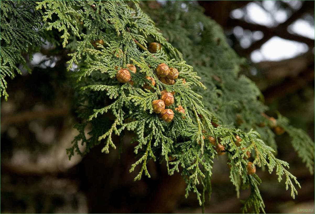 (растения, семейства, кипарисовых, описание, особенности) Растения семейства кипарисовых: описание, особенности, виды
