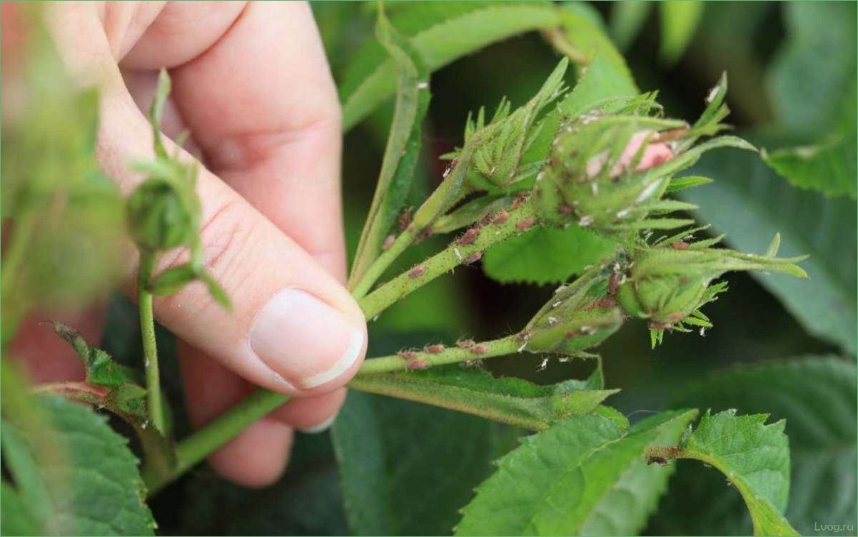 Кто питается листьями розы и эффективные методы борьбы с вредителями