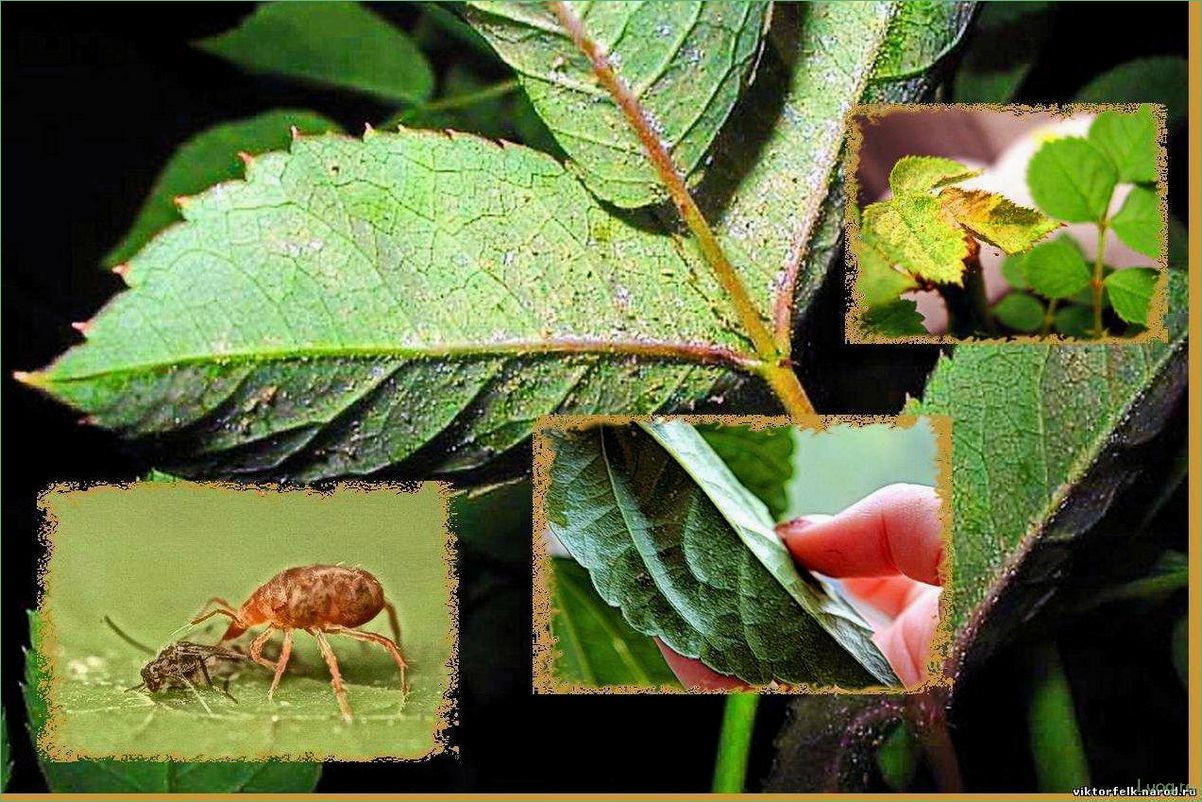 Кто питается листьями розы и эффективные методы борьбы с вредителями