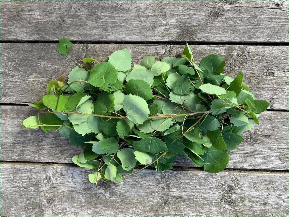 (осиновый, веник, бани, выбор, правила) Осиновый веник для бани: выбор, правила использования, преимущества