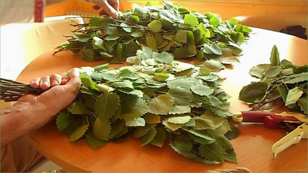 (осиновый, веник, бани, выбор, правила) Осиновый веник для бани: выбор, правила использования, преимущества