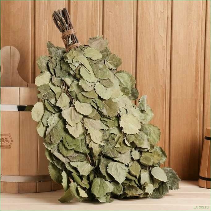 (осиновый, веник, бани, выбор, правила) Осиновый веник для бани: выбор, правила использования, преимущества