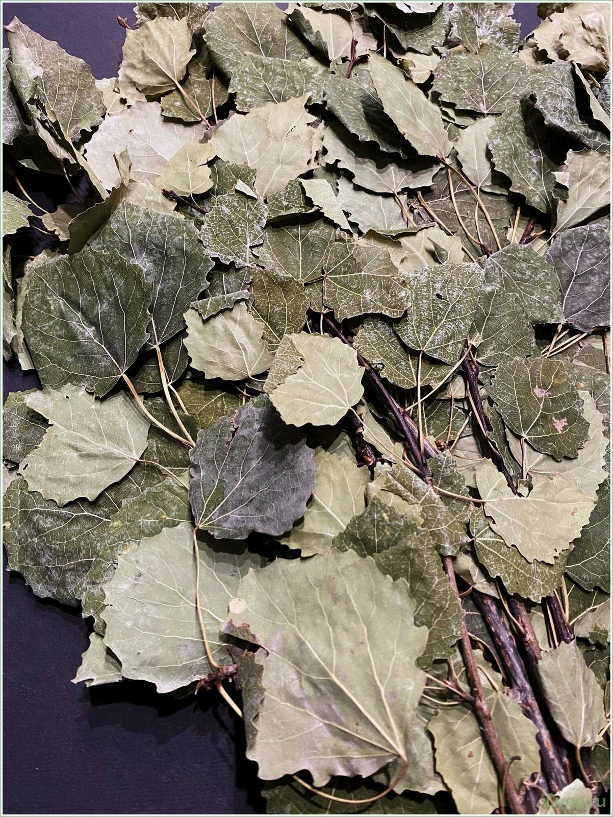 (осиновый, веник, бани, выбор, правила) Осиновый веник для бани: выбор, правила использования, преимущества