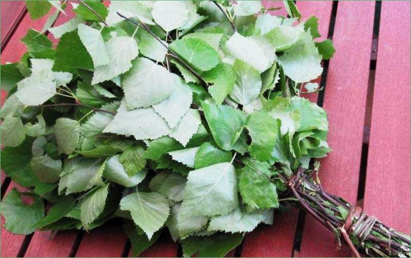 (осиновый, веник, бани, выбор, правила) Осиновый веник для бани: выбор, правила использования, преимущества