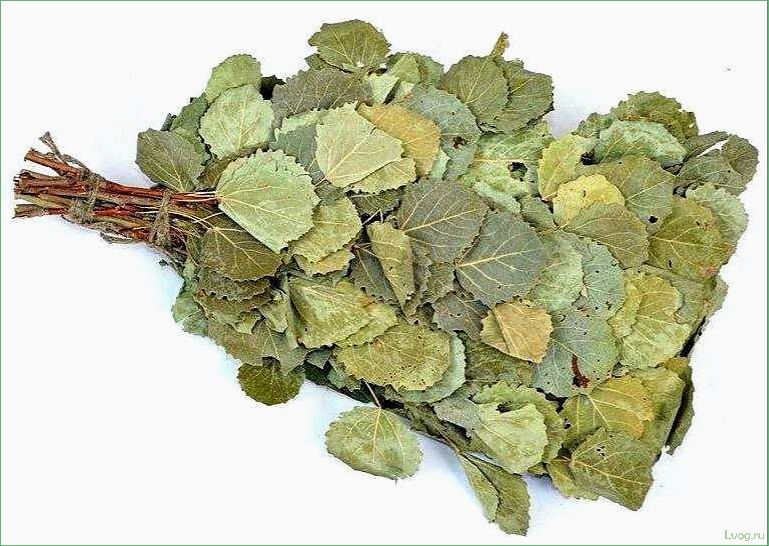 (осиновый, веник, бани, выбор, правила) Осиновый веник для бани: выбор, правила использования, преимущества