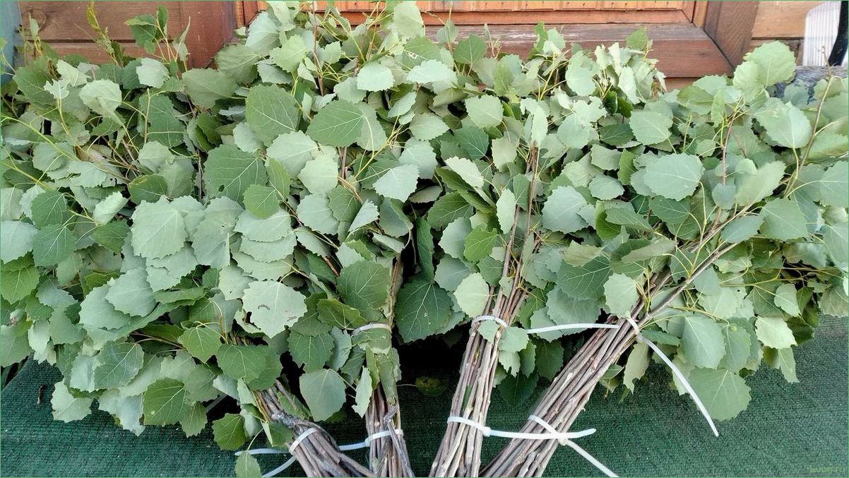 (осиновый, веник, бани, выбор, правила) Осиновый веник для бани: выбор, правила использования, преимущества