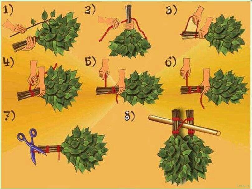Когда и как заготавливают липовые веники