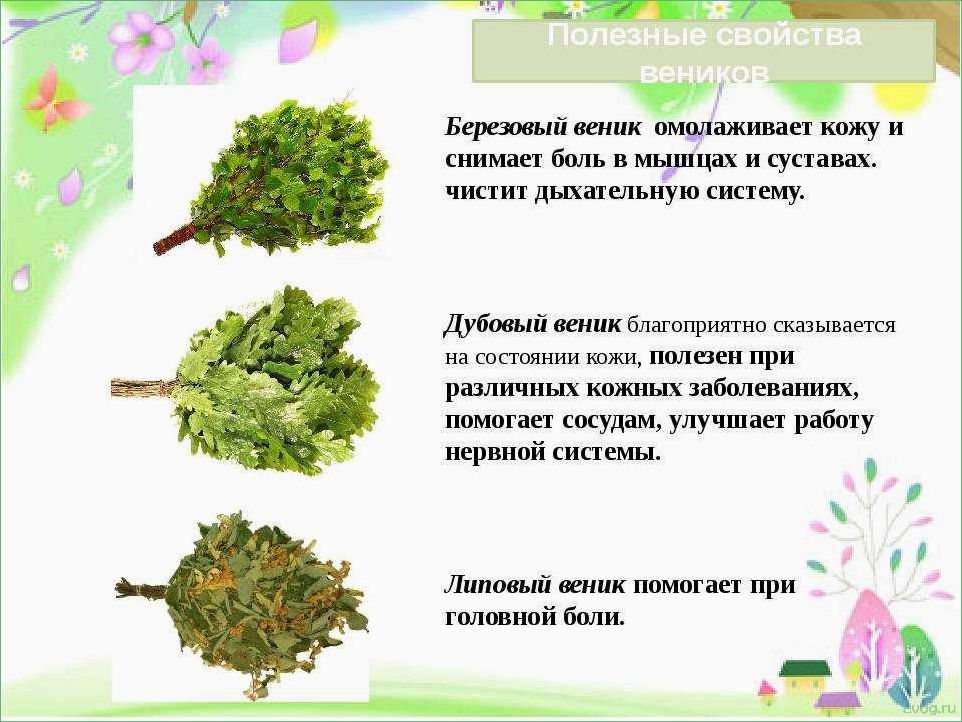 Когда и как заготавливают липовые веники