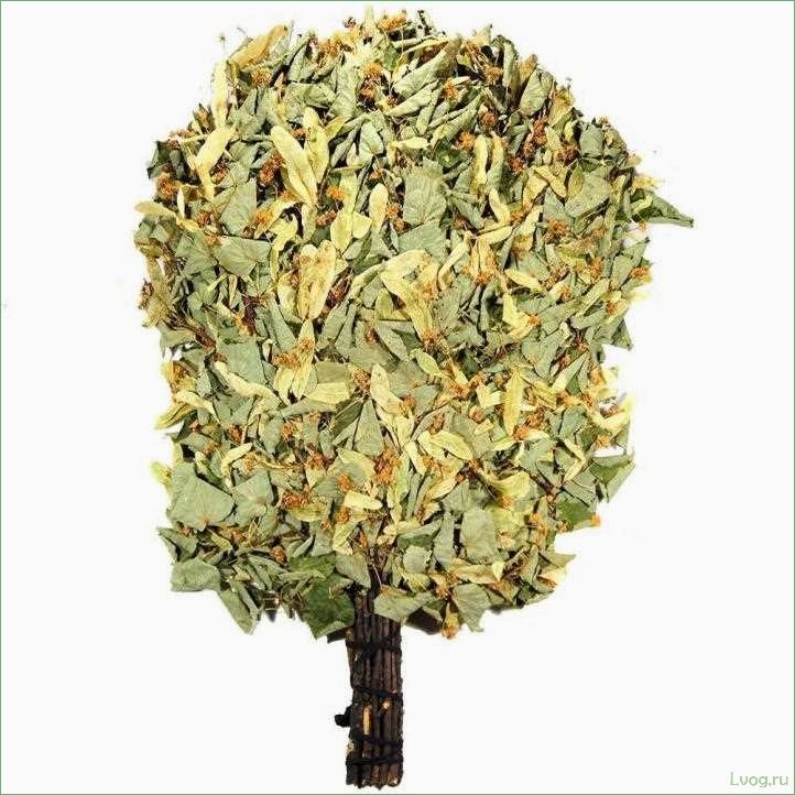 Когда и как заготавливают липовые веники