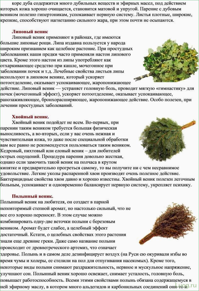 Когда и как заготавливают липовые веники