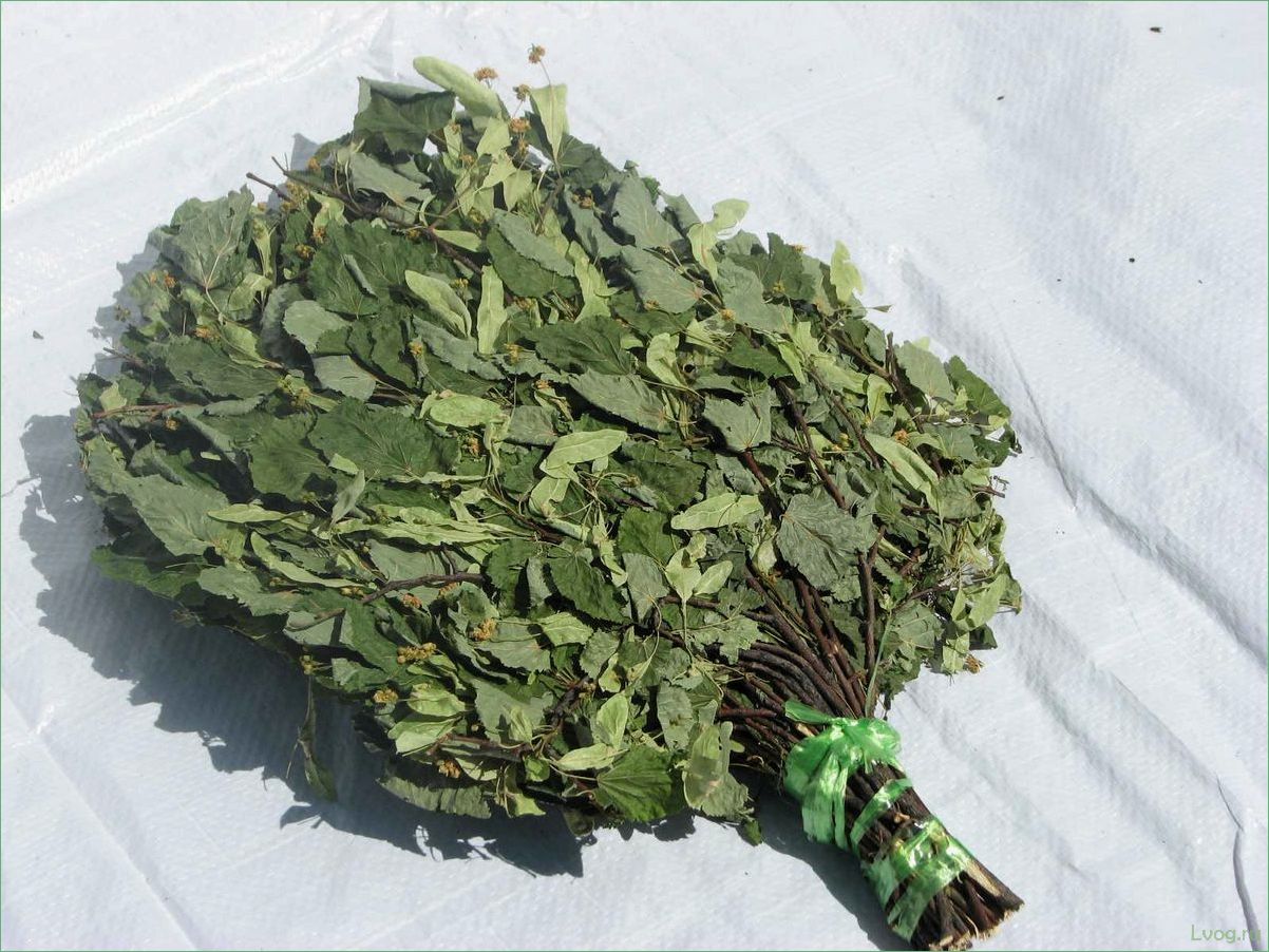 Когда и как заготавливают липовые веники