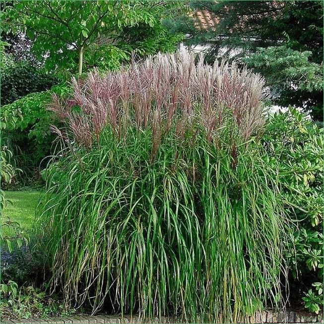 Мискантус Фернер Остен: выращивание и уход, советы для садоводов