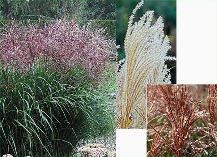 Мискантус Фернер Остен: выращивание и уход, советы для садоводов