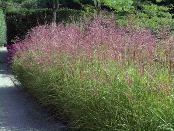 Мискантус Фернер Остен: выращивание и уход, советы для садоводов