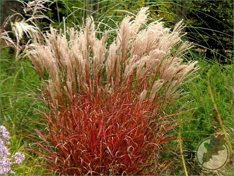 Мискантус Фернер Остен: выращивание и уход, советы для садоводов