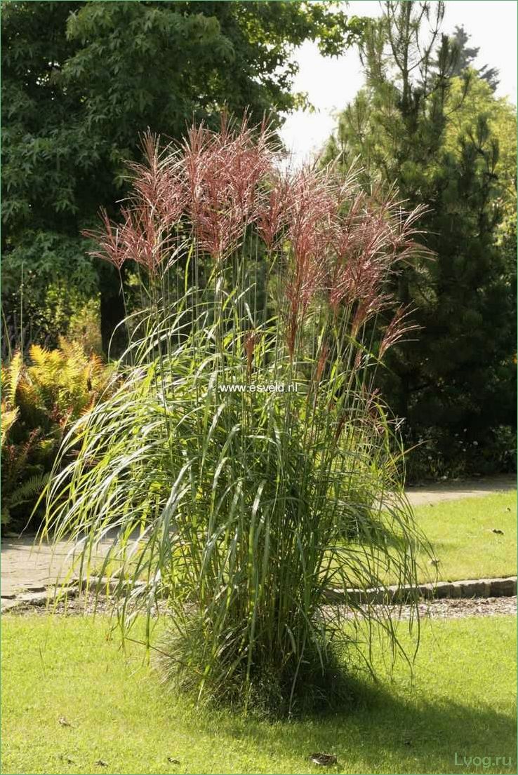 Мискантус Фернер Остен: выращивание и уход, советы для садоводов