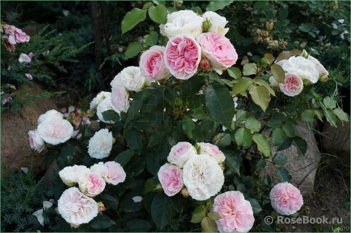 Роза София Романтика (Курфюрстин Софи) — описание сорта, характеристики и уход