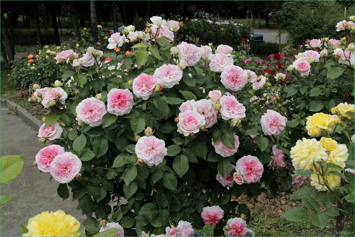 Роза София Романтика (Курфюрстин Софи) — описание сорта, характеристики и уход