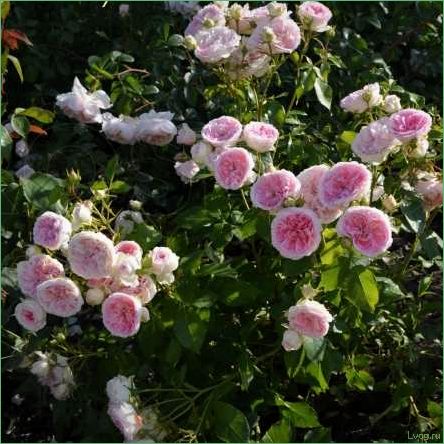 Роза София Романтика (Курфюрстин Софи) — описание сорта, характеристики и уход