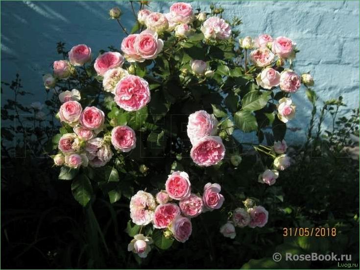 Роза София Романтика (Курфюрстин Софи) — описание сорта, характеристики и уход