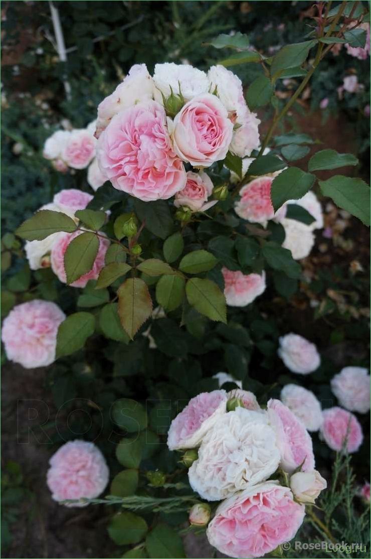 Роза София Романтика (Курфюрстин Софи) — описание сорта, характеристики и уход