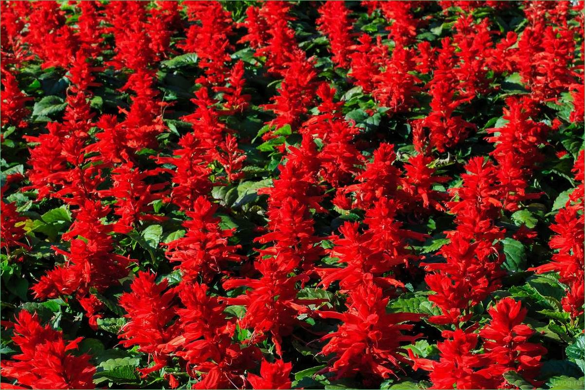 (сальвия, сверкающая, полезные, свойства, применение) Сальвия сверкающая: полезные свойства и применение