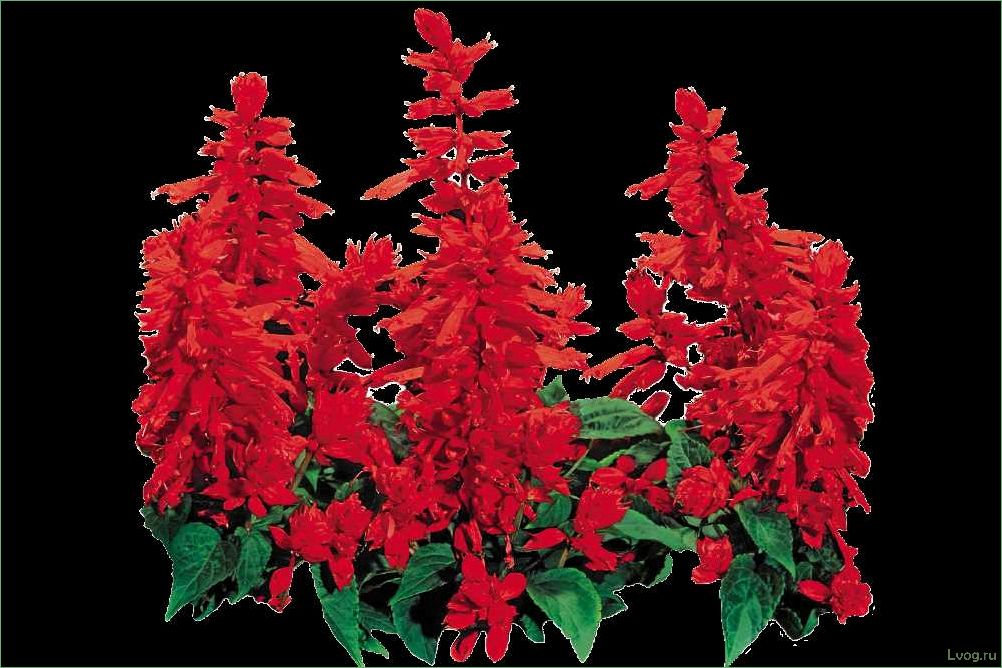 (сальвия, сверкающая, полезные, свойства, применение) Сальвия сверкающая: полезные свойства и применение