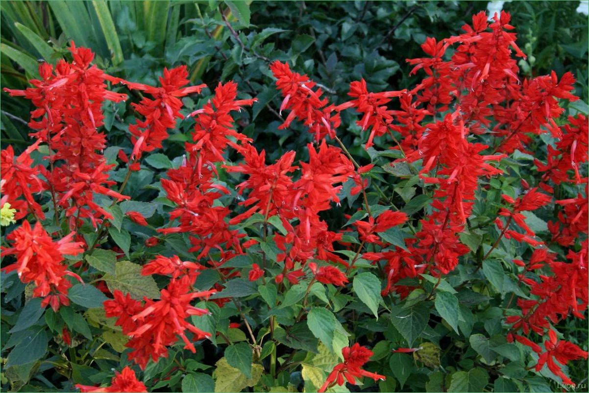 (сальвия, сверкающая, полезные, свойства, применение) Сальвия сверкающая: полезные свойства и применение