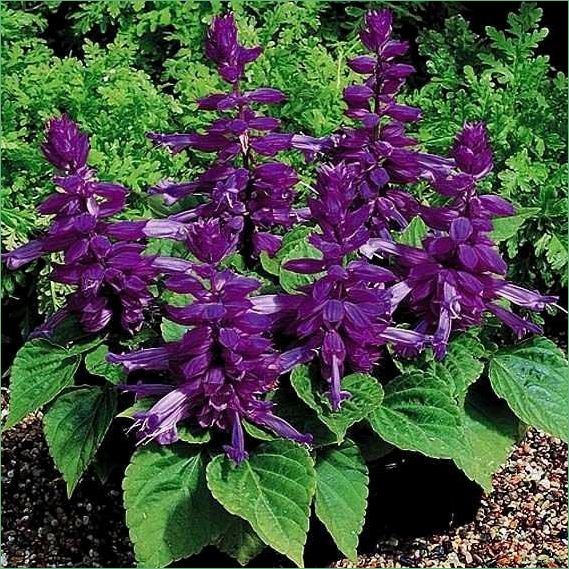 (сальвия, сверкающая, полезные, свойства, применение) Сальвия сверкающая: полезные свойства и применение