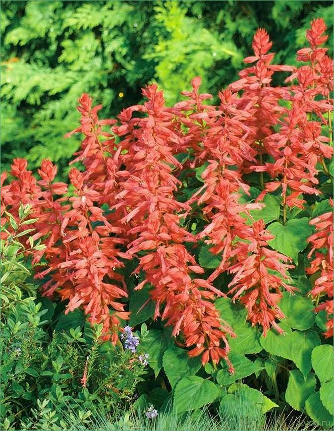 (сальвия, сверкающая, полезные, свойства, применение) Сальвия сверкающая: полезные свойства и применение