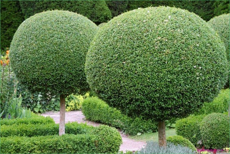 Сорта декоративных цветов, деревьев и кустарников: полный гид по выбору и уходу