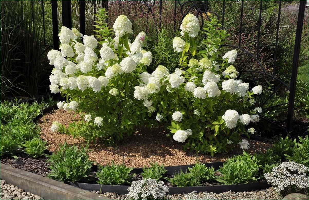 Сорта декоративных цветов, деревьев и кустарников: полный гид по выбору и уходу