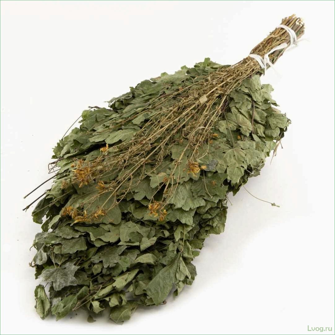 (кленовые, веники, бани, особенности, выбора) Кленовые веники для бани: особенности выбора и использования