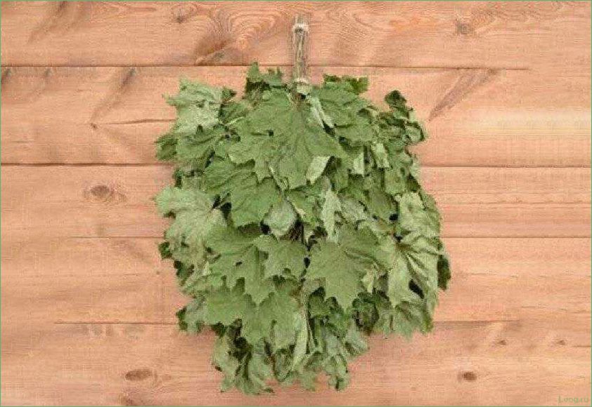 (кленовые, веники, бани, особенности, выбора) Кленовые веники для бани: особенности выбора и использования