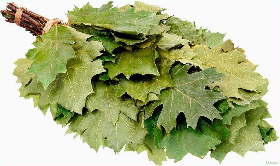 (кленовые, веники, бани, особенности, выбора) Кленовые веники для бани: особенности выбора и использования