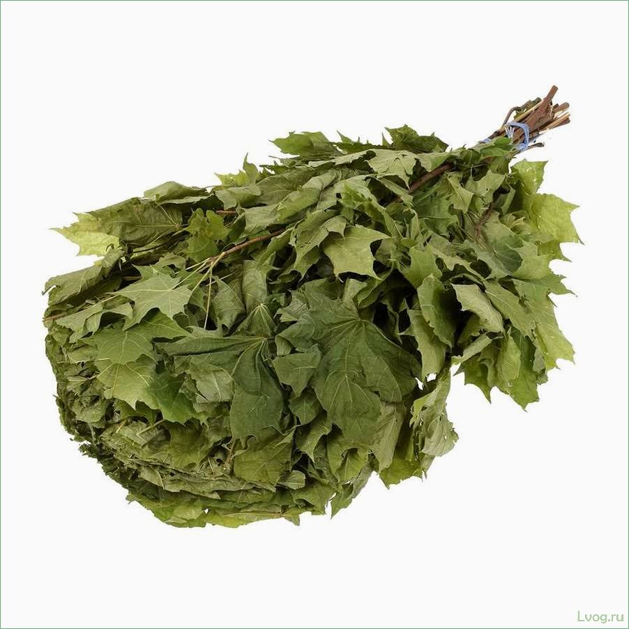 (кленовые, веники, бани, особенности, выбора) Кленовые веники для бани: особенности выбора и использования