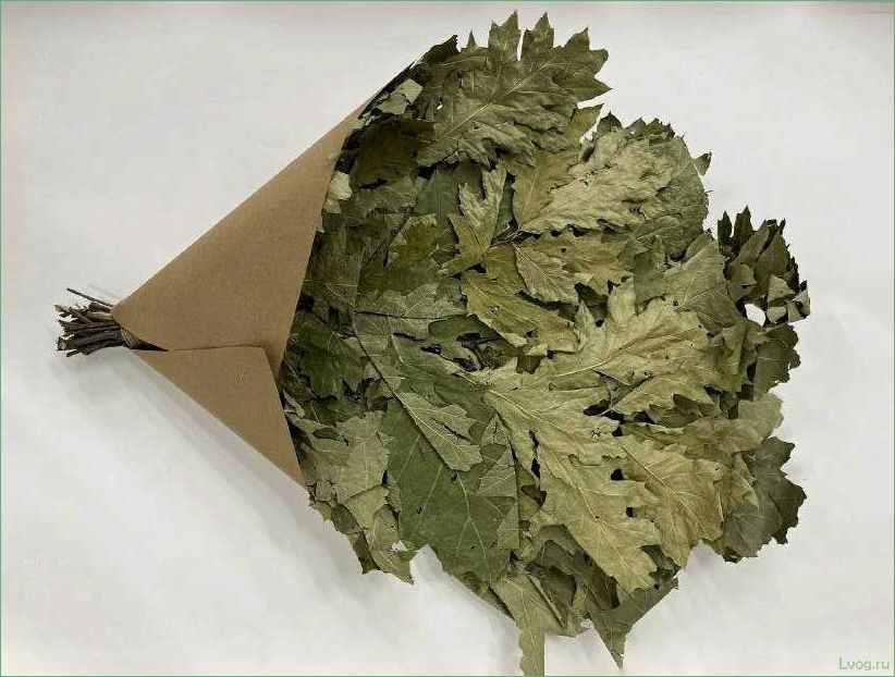 (кленовые, веники, бани, особенности, выбора) Кленовые веники для бани: особенности выбора и использования